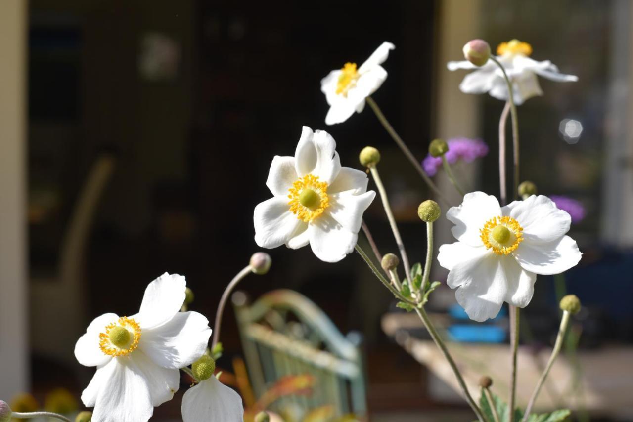 Daisybank Cottage Boutique Bed And Breakfast Брокенхърст Екстериор снимка